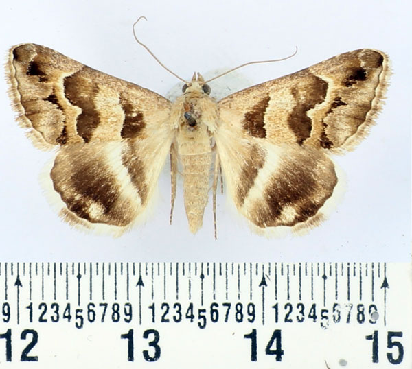 /filer/webapps/moths/media/images/B/boisdeffrii_Grammodes_AM_BMNH.jpg