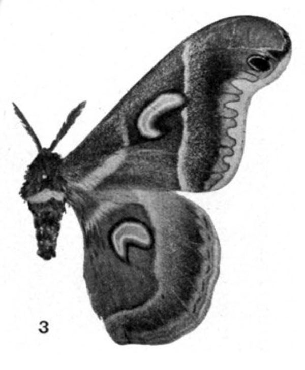 /filer/webapps/moths/media/images/B/boursini_Drepanoptera_HT_Testout_1936_2-3.jpg
