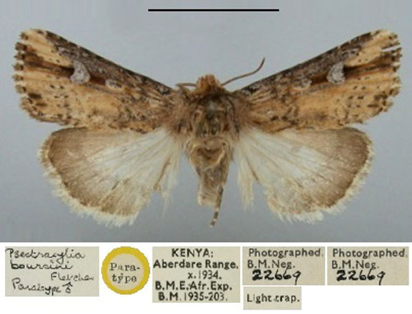 /filer/webapps/moths/media/images/B/boursini_Psectraxylia_PT_BMNH.jpg