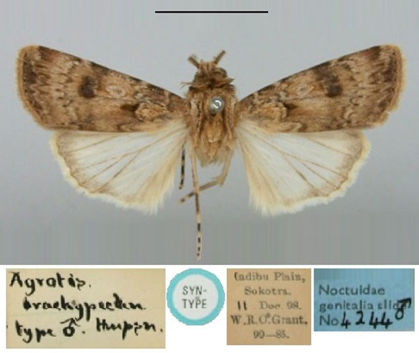 /filer/webapps/moths/media/images/B/brachypecten_Agrotis_ST_BMNH.jpg