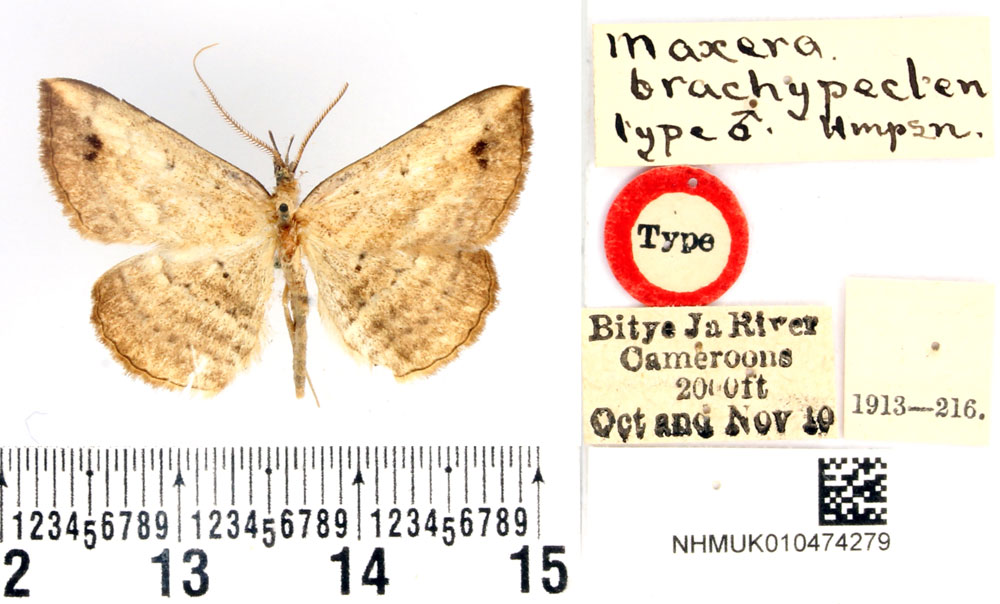 /filer/webapps/moths/media/images/B/brachypecten_Maxera_HT_BMNH.jpg