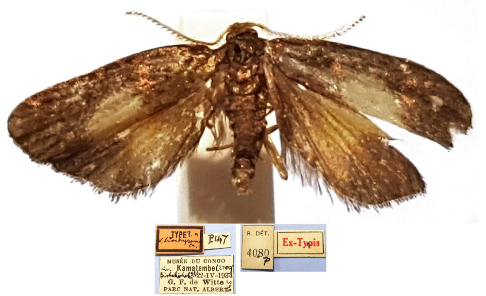 /filer/webapps/moths/media/images/B/brachysema_Ptilothyris_LT_RMCA.jpg