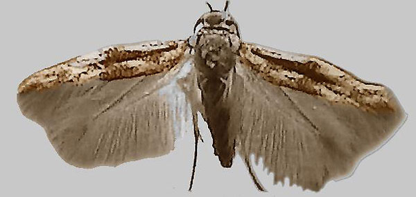 /filer/webapps/moths/media/images/B/brandbergensis_Scythris_HT_ZMHB.jpg