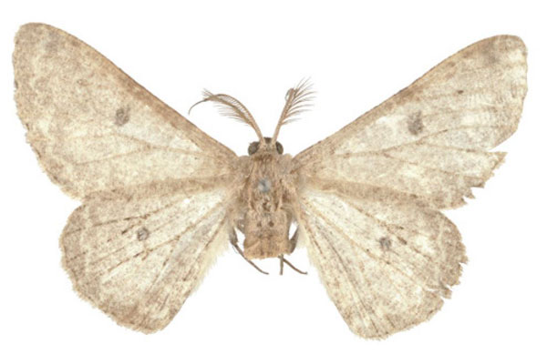 /filer/webapps/moths/media/images/B/breijeri_Boarmia_PTM_BMNH.jpg