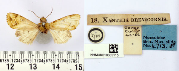 /filer/webapps/moths/media/images/B/brevicornis_Xanthia_HT_BMNH.jpg