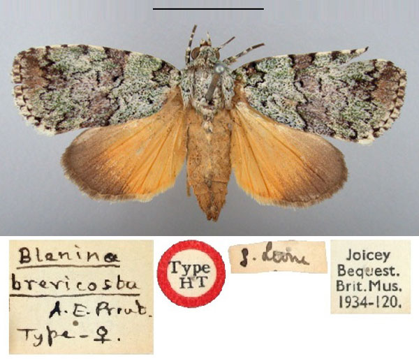 /filer/webapps/moths/media/images/B/brevicosta_Blenina_HT_BMNH.jpg
