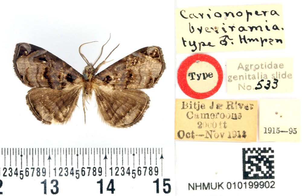 /filer/webapps/moths/media/images/B/breviramia_Caryonopera_HT_BMNH.jpg