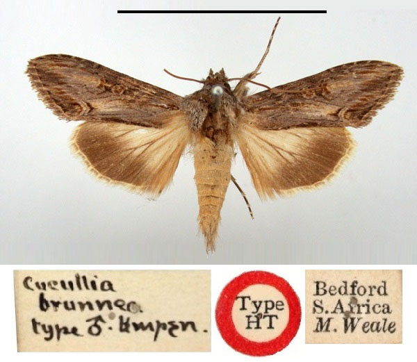 /filer/webapps/moths/media/images/B/brunnea_Cucullia_HT_BMNH.jpg