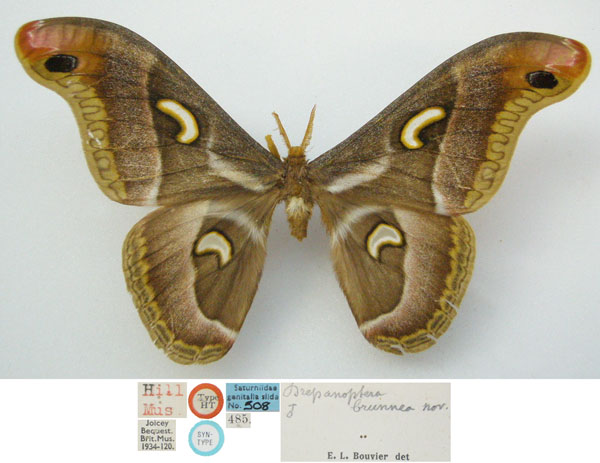 /filer/webapps/moths/media/images/B/brunnea_Drepanoptera_STM_NHMUKa.jpg
