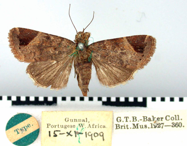 /filer/webapps/moths/media/images/B/brunneaplagata_Elydna_HT_BMNH.jpg