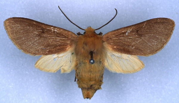 /filer/webapps/moths/media/images/B/brunneipennis_Metarctia_HT_RMCA_01.jpg
