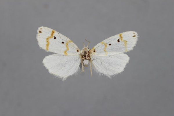 /filer/webapps/moths/media/images/B/brunneistriga_Cyana_HT_BMNH.jpg
