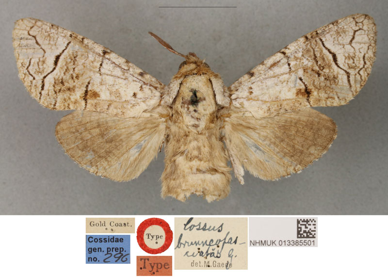/filer/webapps/moths/media/images/B/brunneofasciatus_Cossus_HT_BMNH.jpg