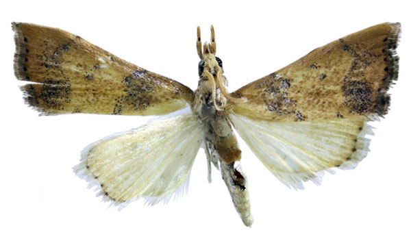 /filer/webapps/moths/media/images/B/brunneoflavalis_Ptychopseustis_HT_BMNH.jpg