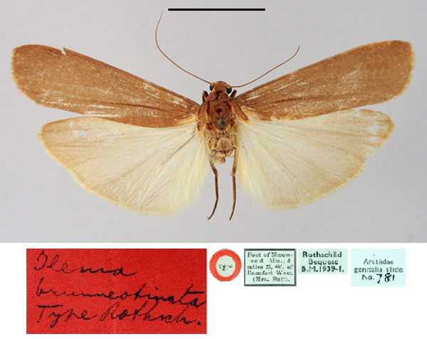 /filer/webapps/moths/media/images/B/brunneotincta_Ilema_HT_BMNH.jpg