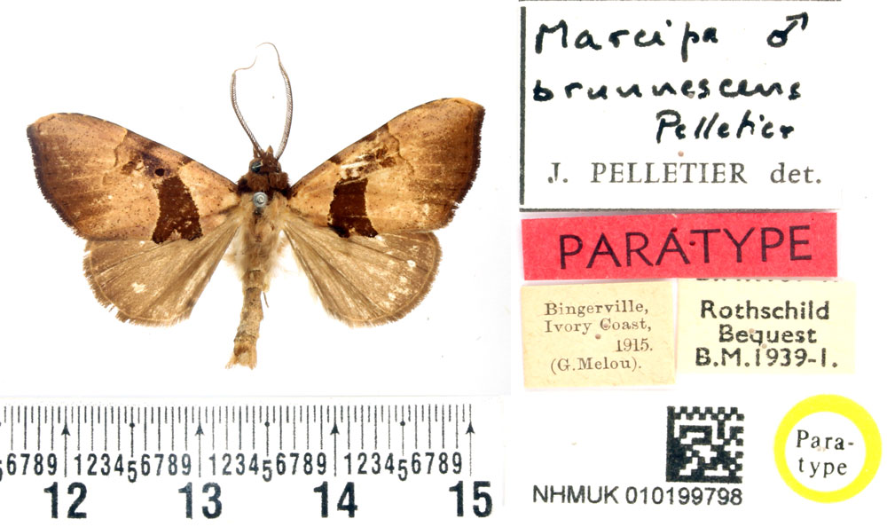 /filer/webapps/moths/media/images/B/brunnescens_Marcipa_PTM_BMNH_01.jpg