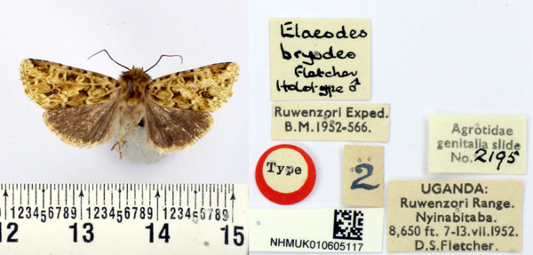 /filer/webapps/moths/media/images/B/bryodes_Elaeodes_HT_BMNH.jpg