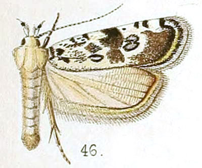 /filer/webapps/moths/media/images/B/bryophilella_Nothris_STM_Walsingham_5-46.jpg