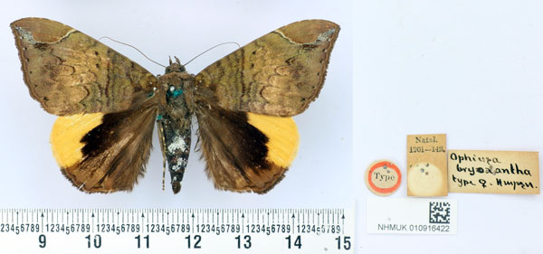 /filer/webapps/moths/media/images/B/bryoxantha_Ophiusa_HT_BMNH.jpg