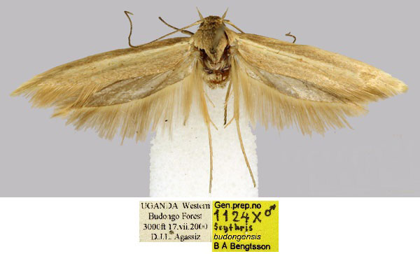 /filer/webapps/moths/media/images/B/budongensis_Scythris_HT_BMNH_wUtSS42.jpg