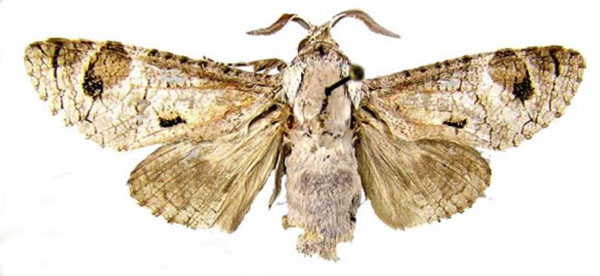 /filer/webapps/moths/media/images/B/bugvan_Afrikanetz_HT_RMCA.jpg
