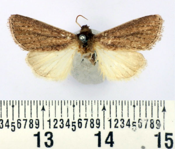 /filer/webapps/moths/media/images/B/bussindii_Aspidifrontia_AM_BMNH.jpg