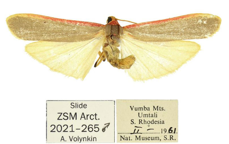 /filer/webapps/moths/media/images/B/bvumba_Birketsmithiola_HT_ZSM.jpg