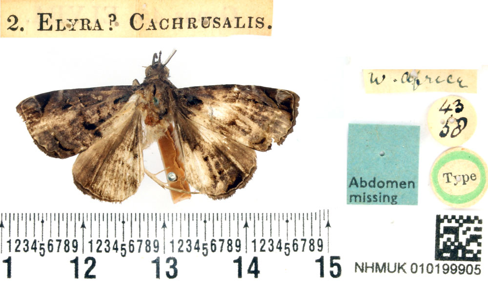 /filer/webapps/moths/media/images/C/cachrusalis_Elyra_HT_BMNH.jpg