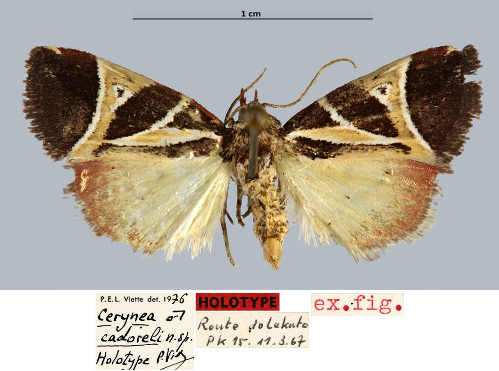 /filer/webapps/moths/media/images/C/cadoreli_Cerynea_HT_MNHN.jpg