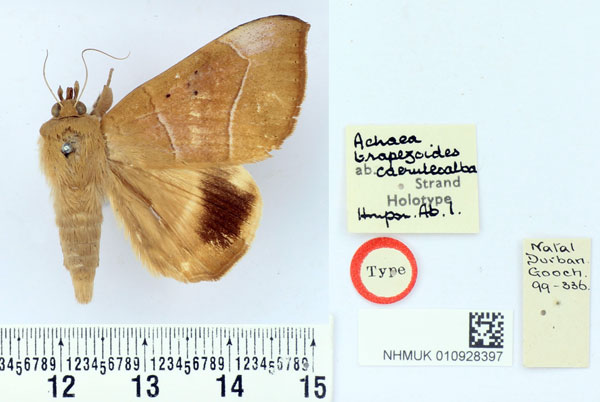 /filer/webapps/moths/media/images/C/caeruleoalba_Achaea_HT_BMNH.jpg