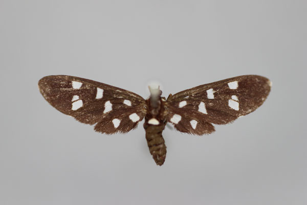 /filer/webapps/moths/media/images/C/caerulescens_Amata_A_BMNH.jpg