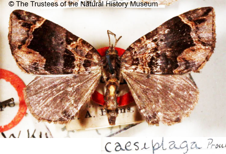 /filer/webapps/moths/media/images/C/caesiplaga_Gonanticlea_HT_BMNH.jpg