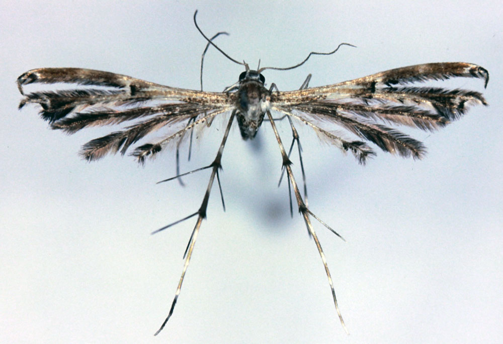 /filer/webapps/moths/media/images/C/cafferoides_Sphenarches_HT_BMNH.jpg