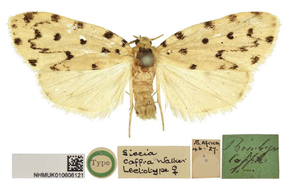 /filer/webapps/moths/media/images/C/caffra_Siccia_LT_BMNH.jpg