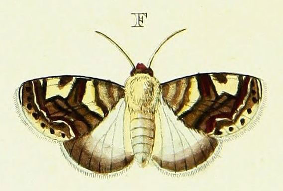 /filer/webapps/moths/media/images/C/caffraria_Acontia_Cramer2_147_F.jpg