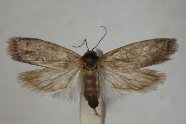 /filer/webapps/moths/media/images/C/calamitosa_Homadaula_A_BMNH.jpg