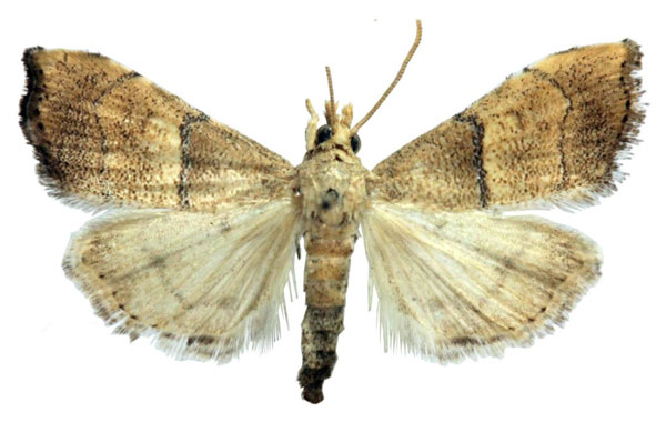 /filer/webapps/moths/media/images/C/calamochroa_Ptychopseustis_AM_BMNH.jpg