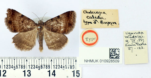 /filer/webapps/moths/media/images/C/calida_Chalciope_HT_BMNH.jpg