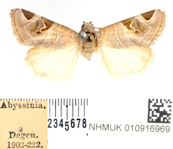 /filer/webapps/moths/media/images/C/calimanii_Brevipecten_AM_BMNH_01.jpg