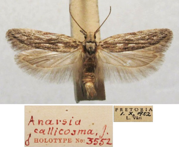 /filer/webapps/moths/media/images/C/callicosma_Anarsia_HT_TMSA.jpg