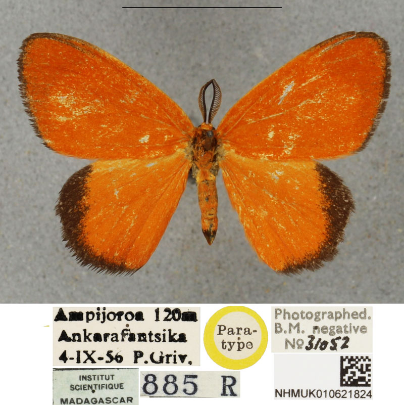 /filer/webapps/moths/media/images/C/calligola_Nidara_PTM_BMNH.jpg