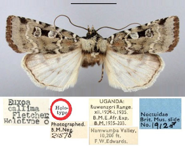 /filer/webapps/moths/media/images/C/callima_Euxootera_HT_BMNH.jpg