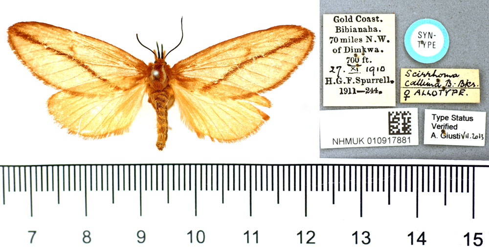 /filer/webapps/moths/media/images/C/callima_Scirrhoma_AT_BMNH.jpg