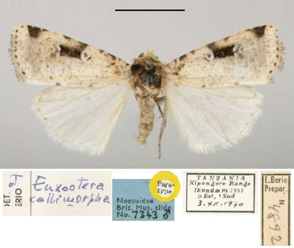 /filer/webapps/moths/media/images/C/callimorpha_Euxootera_PT_BMNH.jpg