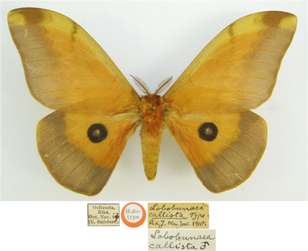 /filer/webapps/moths/media/images/C/callista_Lobobunaea_HT_NHMUKa.jpg