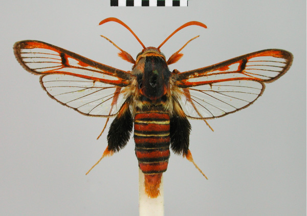 /filer/webapps/moths/media/images/C/callosoma_Megalosphecia_HT_BMNH.jpg