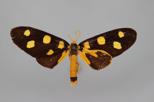/filer/webapps/moths/media/images/C/cambouei_Dubianaclia_HT_BMNH.jpg
