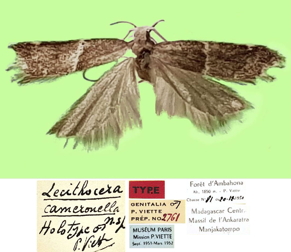 /filer/webapps/moths/media/images/C/cameronella_Lecithocera_HT_MNHN.jpg