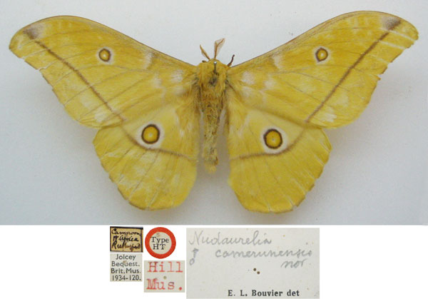 /filer/webapps/moths/media/images/C/camerunensis_Nudaurelia_HT_NHMUKa.jpg