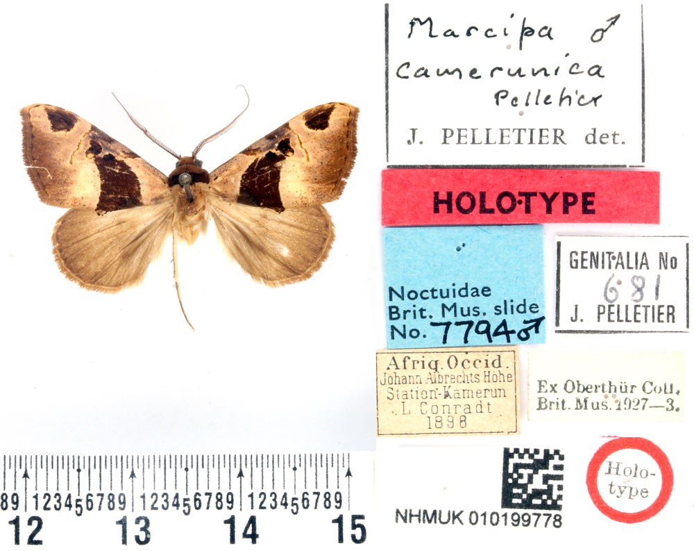 /filer/webapps/moths/media/images/C/camerunica_Marcipa_HT_BMNH.jpg